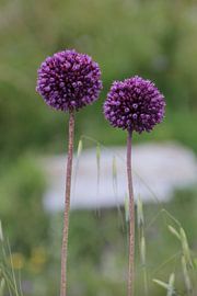 onion plant by Gerda Guichelaar