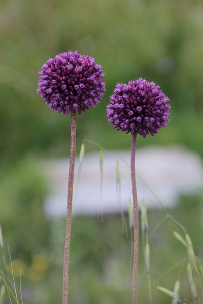 plante d'oignon par Gerda Guichelaar