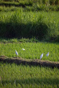 Rizières en terrasses fraîches et vertes à Bali, Indonésie sur Fotos by Jan Wehnert