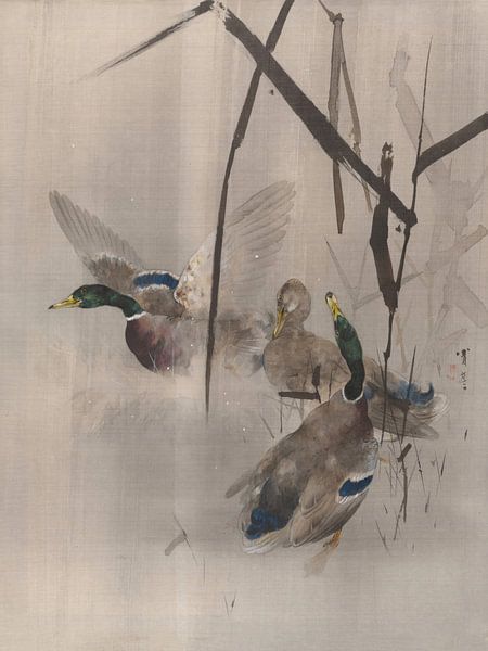 Watanabe Seitei - Canards dans les roseaux (1887) par Peter Balan