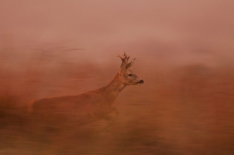 Reebok  von Marco de Jong
