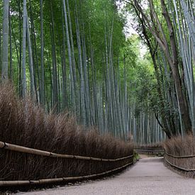 Arashiyama Bamboe Bos in Kyoto van Melanie Jahn
