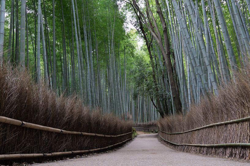 Arashiyama Bamboo Forest in Kyoto by Melanie Jahn
