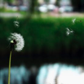 Fragile Departure – Dandelion Dream (Painterly Edition) von PhotoManiX Artworks