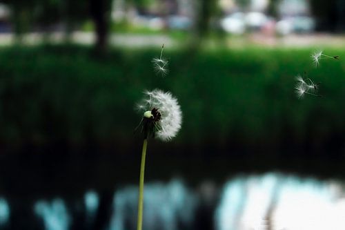 Fragile Departure – Dandelion Dream (Édition Painterly)