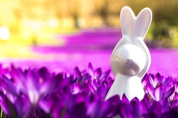 Osterhase im Krokussfeld