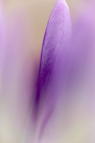 Fleur violette murmurante