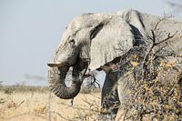 Elephant in Africa