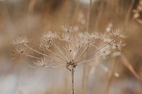 Bloem in de winter