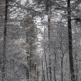 Dans les bois III sur Martin Manuel