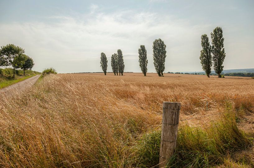 Eyser Heuvelrug van John Kreukniet