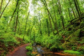 Waldweg am Bach von Thomas Herzog