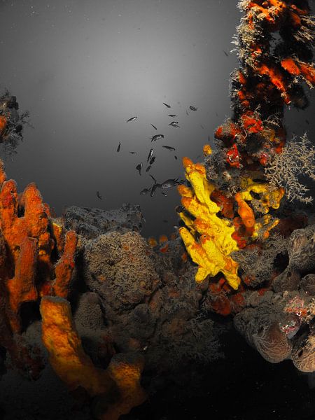 black and white sponges by thomas van puymbroeck