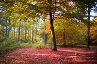 autumnal forest