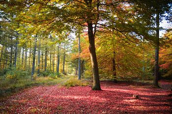 herbstlicher Wald
