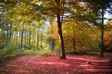 forêt d'automne sur Karin vanBijleveltFotografie