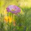 Pink poppy - poppy by Moetwil en van Dijk - Fotografie