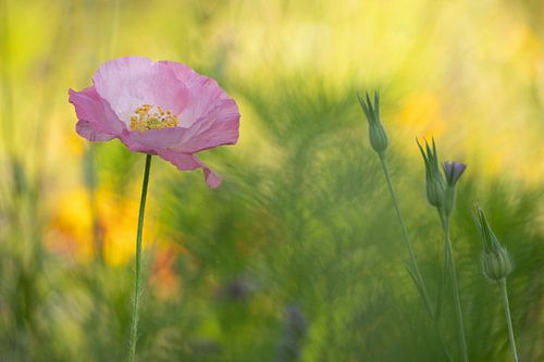 Coquelicot rose - coquelicot sur Moetwil en van Dijk - Fotografie