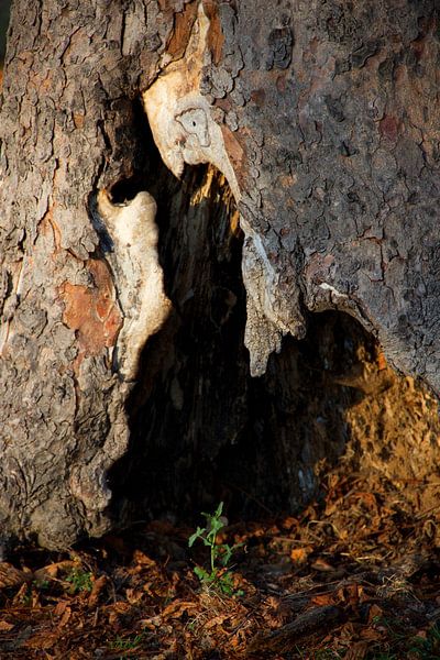 herfst by Nicole Wetzels