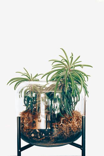 plantes