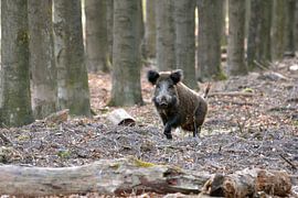 Wild zwijn op de Veluwe by Roy Zonnenberg