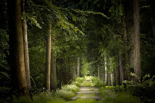The Green Leaves of Summer