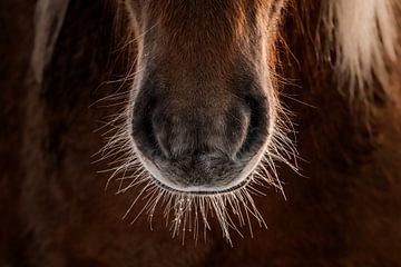 Horse Muzzle in Detail Intimate Texture of Nature by Femke Ketelaar