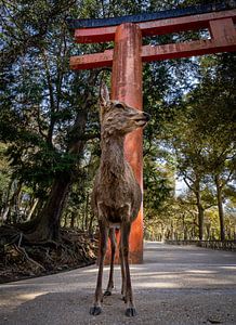 Nara's bewoner staat trots voor de Torii-poort