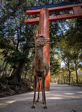 Nara's bewoner staat trots voor de Torii-poort van Collin Arts
