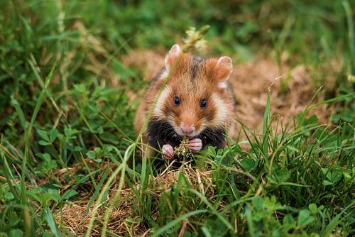 Grignoter dans la nature