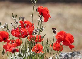 Red poppies glow in the sun by Merel Van Lieshout
