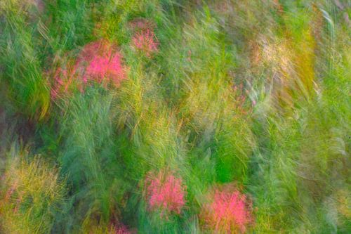 Fleurs sauvages en vain