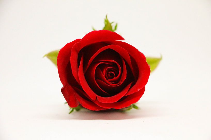 rote Rose auf weißem Grund von Pfotowelt