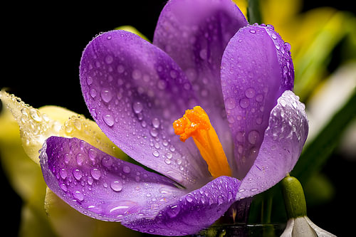 Krokus