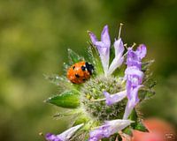 coccinelle sur une fleur