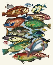 Fish, Fish, and Even More Fish
