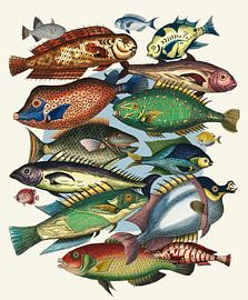 Fish, Fish, and Even More Fish by Marja van den Hurk