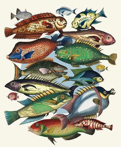 Fish, Fish, and Even More Fish by Marja van den Hurk