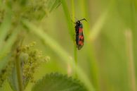 St. John's butterfly by Moetwil en van Dijk - Fotografie thumbnail