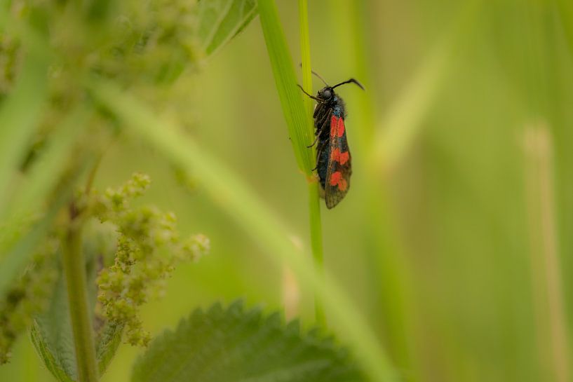St. John's butterfly by Moetwil en van Dijk - Fotografie