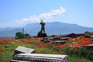 Rote Mohnblumen regieren Pompeji