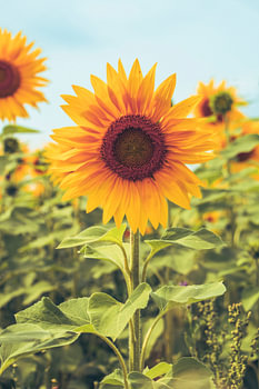 Strahlende Sonnenblume mit warmen Farben vor blauem Hintergrund