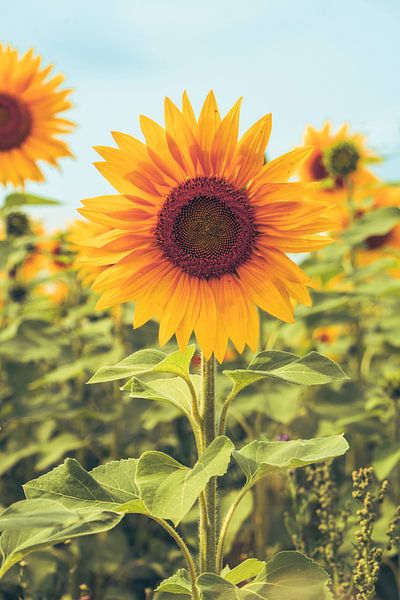 Strahlende Sonnenblume mit warmen Farben vor blauem Hintergrund von Daan Duvillier | Dsquared Photography
