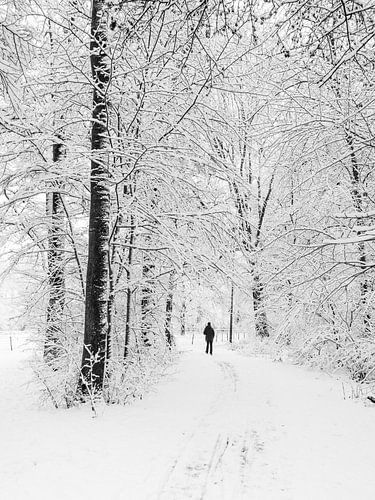 Hiker in a forest with snow by Kok and Kok