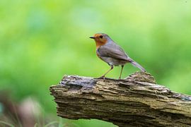 Robin by Merijn Loch