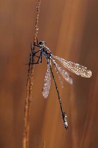 Waterjuffer in het ochtendlicht