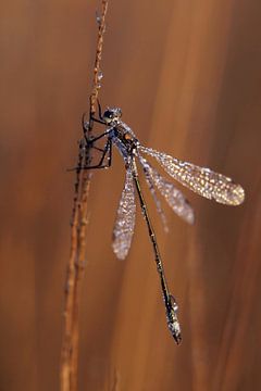 Dragonfly in the morning light 