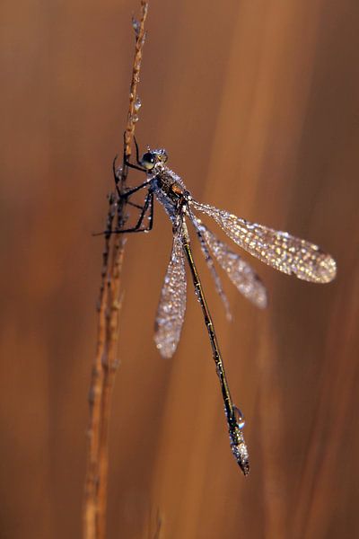Waterjuffer in het ochtendlicht von Astrid Brouwers