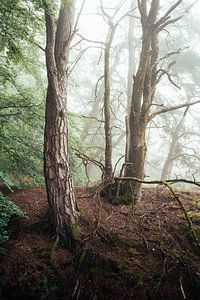 Im verwunschenen Wald