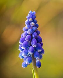 Grape hyacinth by Stephan Krabbendam